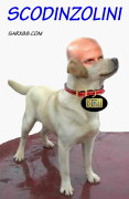 Scodinzoliniedit