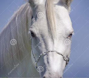 Cavalloneide - canto sesto