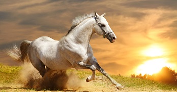 white stallion