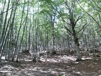 a disperso nella faggeta